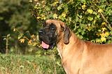 DOGUE ALLEMAND 866